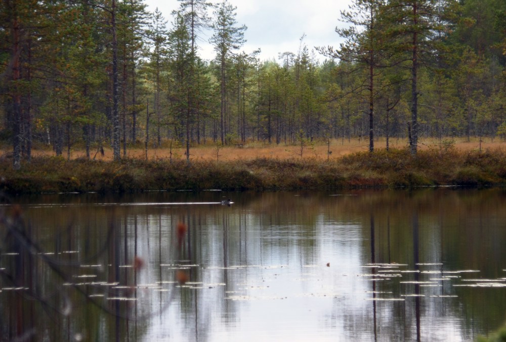 SAM_1763 Telkkä1.jpg