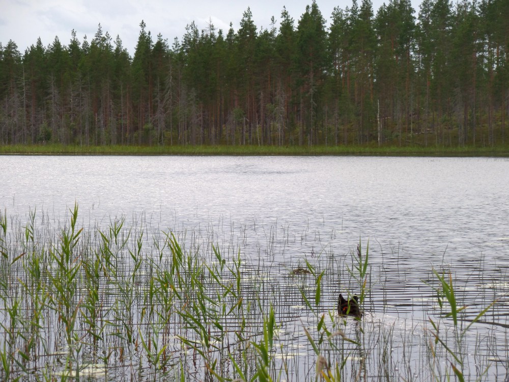 SAMSUNG CAMERA PICTURES