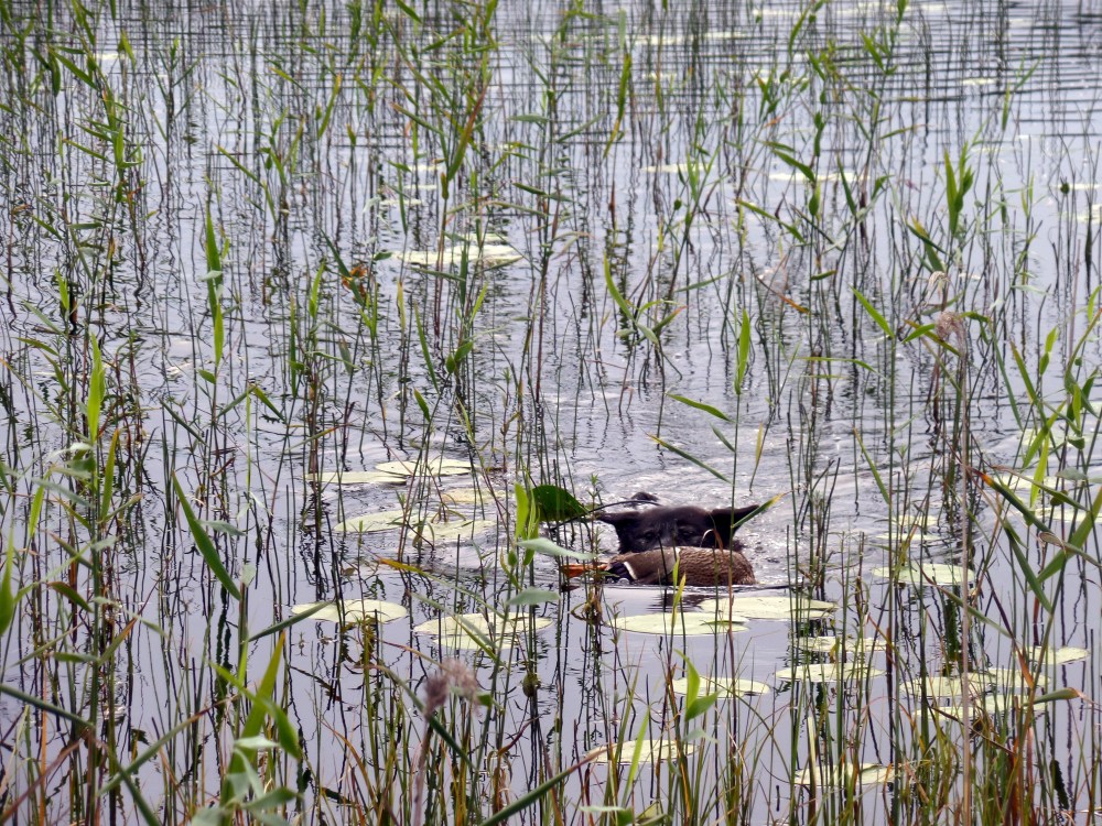 SAM_2656 sorsa suussa.jpg