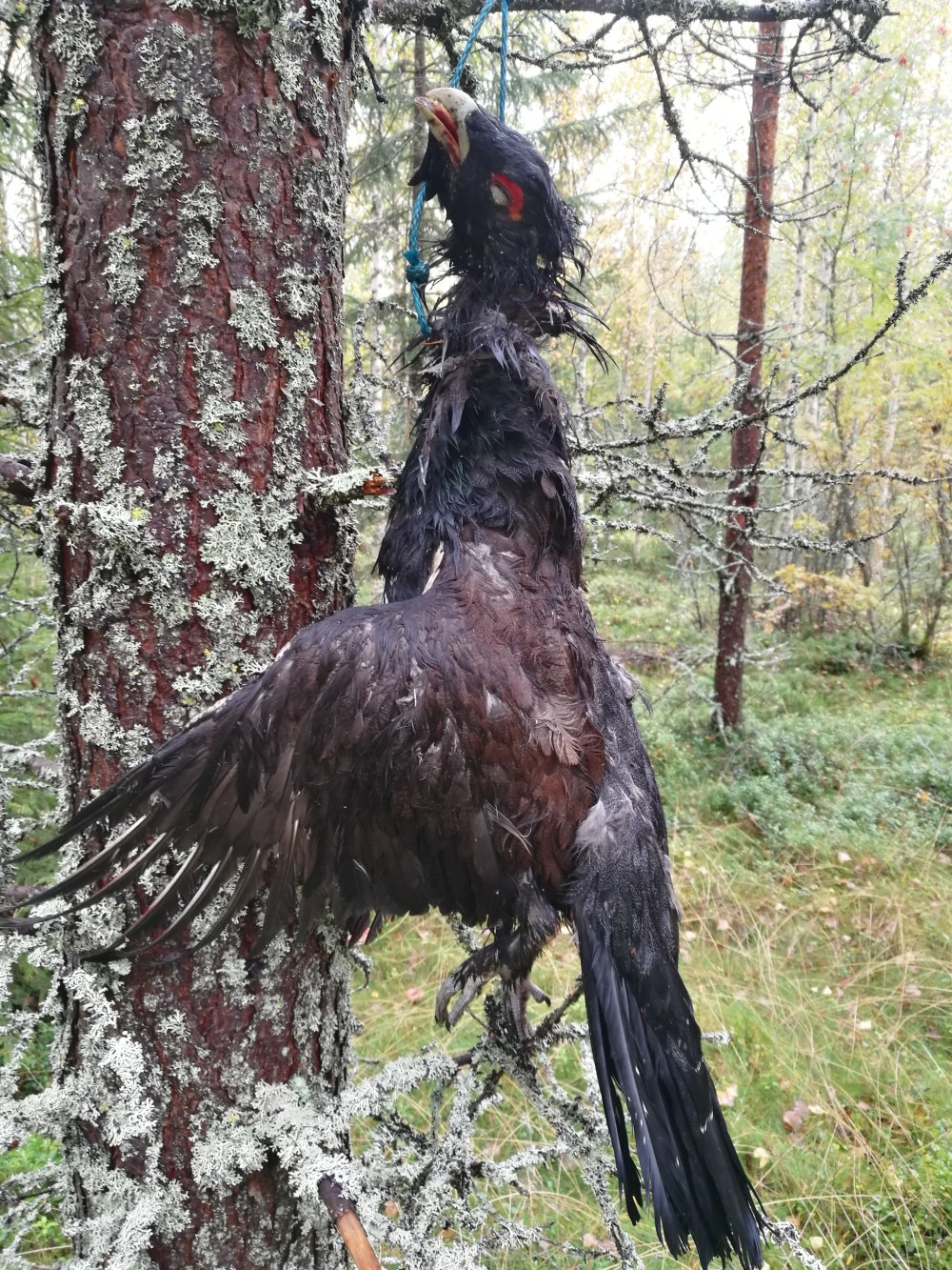 Metsästysblogi, pystykorvan haukusta ammuttu ukkometso.