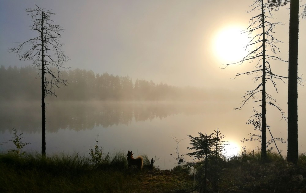 Suomenpystykorva Joiku kanalintukauden avaus upea sumuinen aamu Pohjois-Karjalassa