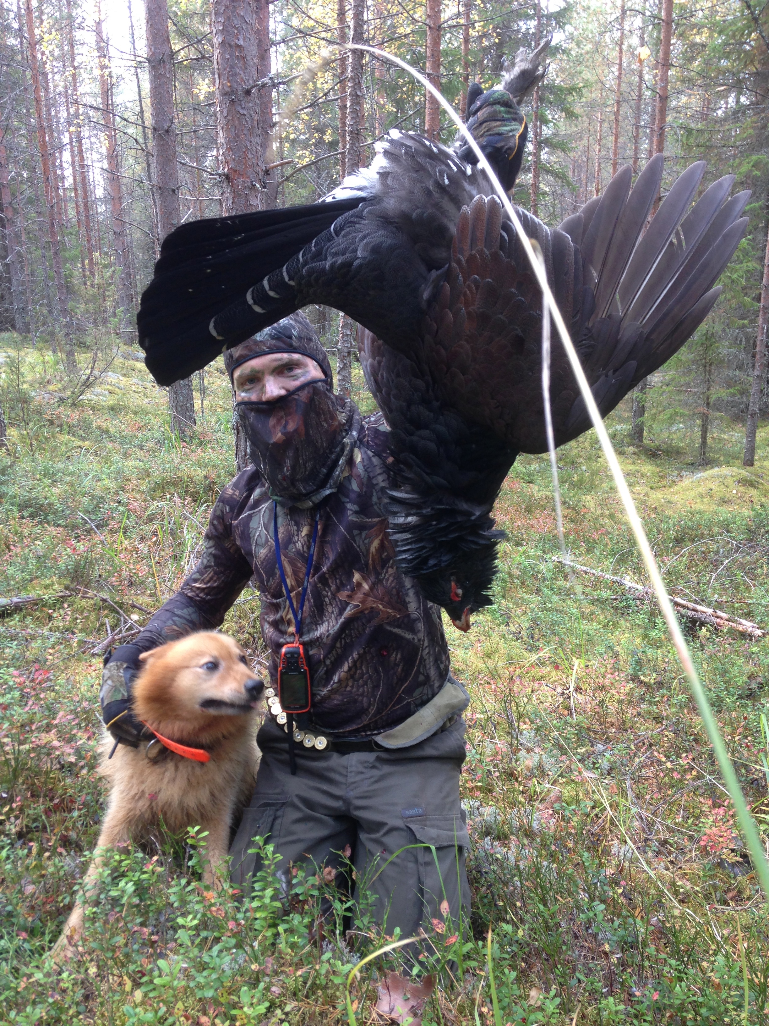 suomenpystykorva metson metsästys pystykorvalla (2).jpg