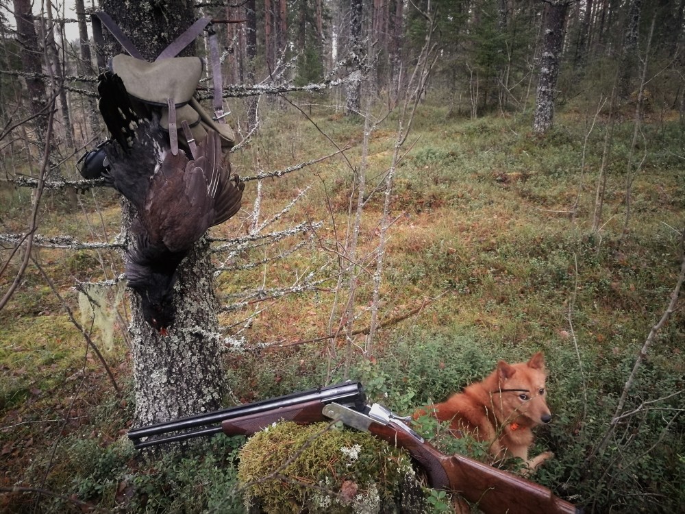 Ukkometso suomenpystykorva Joikun onnistuneesta työskentelystä