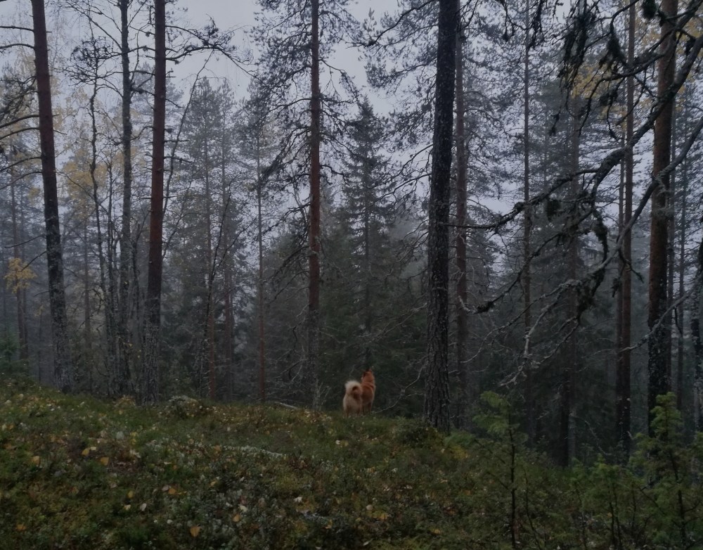 syksy lokakuu pohjois-karjala joiku metsästys suomenpystykorva.jpg