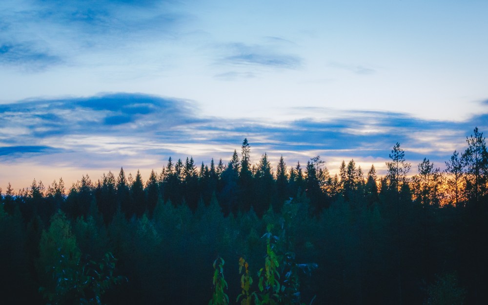 Joiku Erältä ja Elämästä suomenpystykorva metsästyskoira-2955.jpg