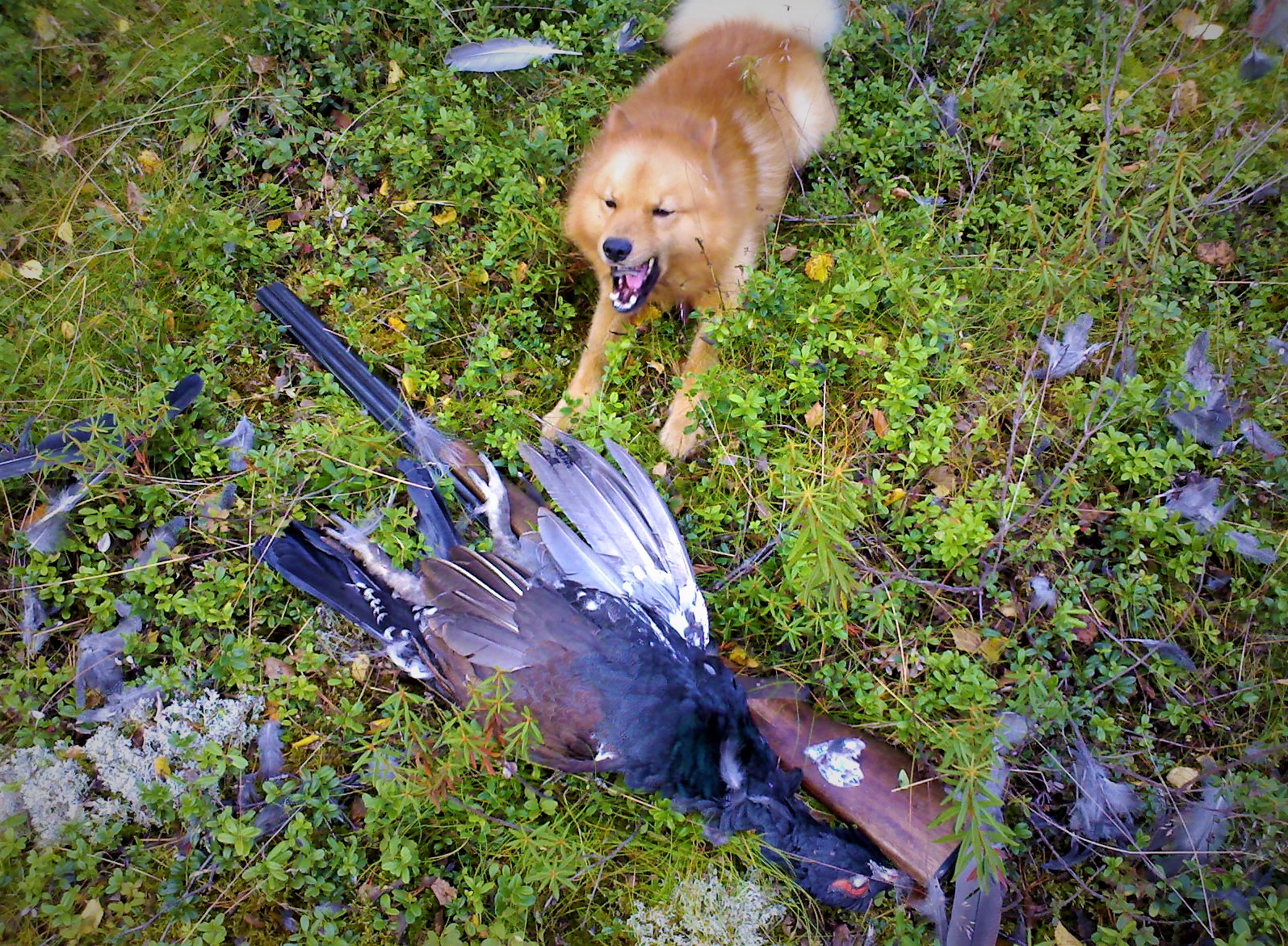 11092008 Rocky erältä ja elämästä ukkometso pystykorvan haukusta metson metsästys metsästyskoira