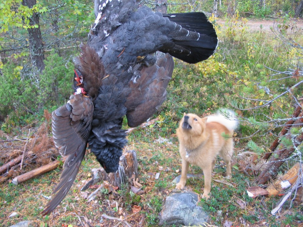 Ilomantsi metso metsästys suomenpystykorvalla Rocky haukkuva lintukoira erältä ja elämästä mikael kukkonen