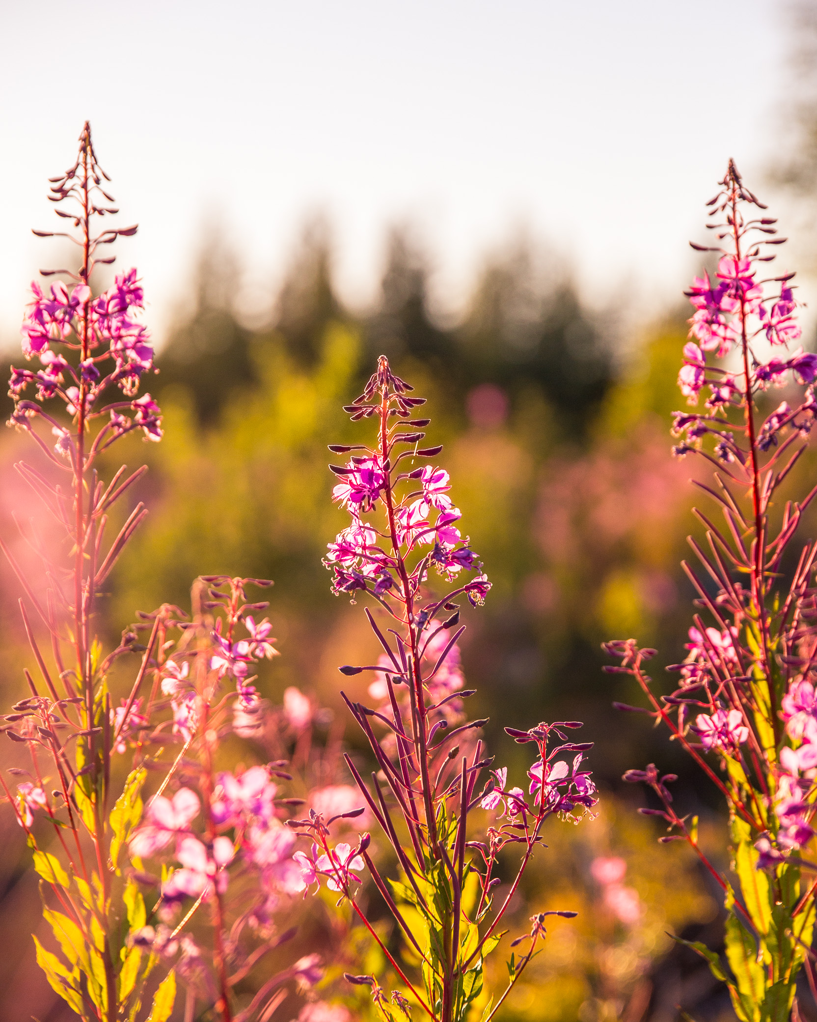 Mäkikankaan horsmat-8212